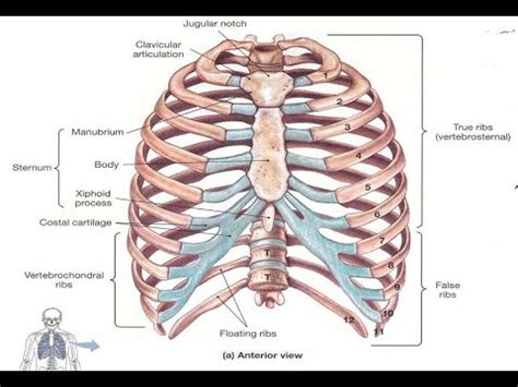 The true ribs consist of 8 ribs, each on the left from the anatomy of the human rib cage, we can tell that the human ribs bones have several parts. Two Minutes of Anatomy: True Ribs & False Ribs - YouTube