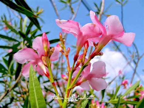 Cara menanam bunga lobelia dalam pot. Eloknya Bunga Sakura Indonesia yang Tumbuh di Halaman ...
