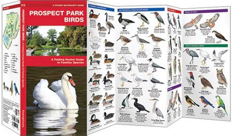 Prospect Park Birds Pocket Naturalist Guide