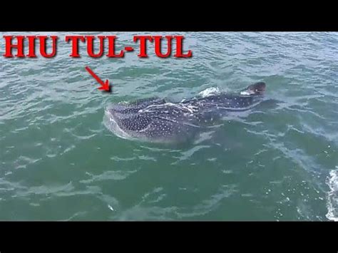 Kami menjual hasil lautan segar dari perairan sabah. PULANG KE PULAU GILI KETAPANG KETEMU IKAN HIU TUL2 ...