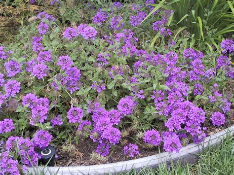 Verbena Homestead Purple Verbena Homestead Purple Ground Cover Plants