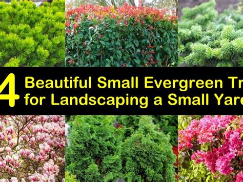 Decorative Evergreen Trees For Landscaping Shelly Lighting