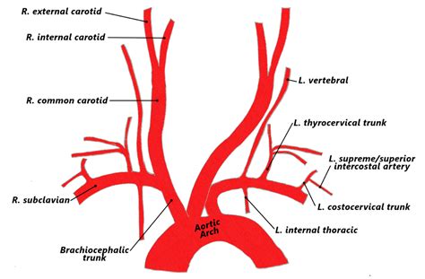 Aortic Arch Branches Arteries Anatomy Arteries Subclavian Artery