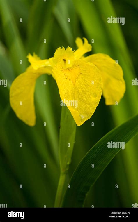 Yellow Flag Iris Iris Pseudacorus Flower At Woodwalton Fen