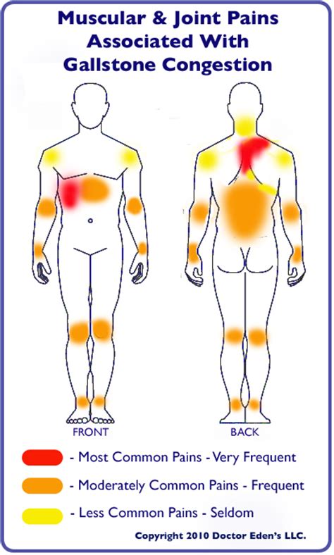 • remember your shoulder blade is half of your shoulder joint. Gallbladder Detox Has Moved