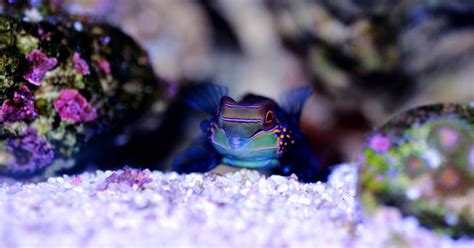 Mandarin Goby Info And Care Auquarium Fish Keepers