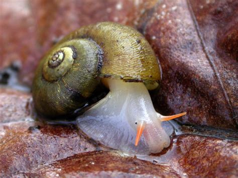 Land Snails Of Texass Check List Terrestrial Mollusks Of Texas