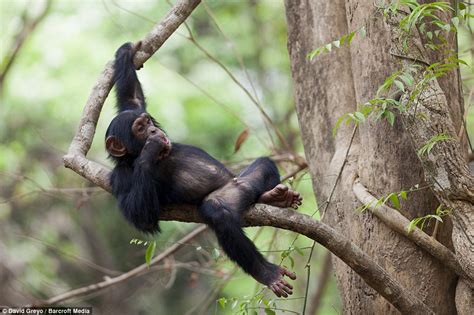 Orphaned Chimpanzees Swing From Trees Guinea Conservation Centre