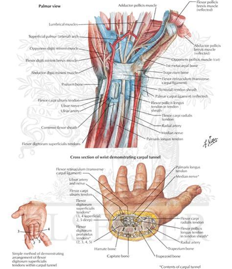 Flexor Tendons Wrist Anatomy Diagram