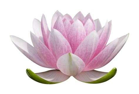 Lotus Flower Png Transparent Image Download Size 1600x1084px