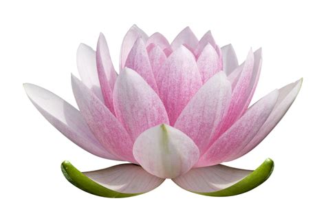 The order of the white lotus,1 also known simply as the white lotus,56 is an ancient and formerly secret society that transcends the boundaries of the four nations, seeking philosophy, beauty, and truth.1 they are devoted to sharing ancient knowledge across national and political divides.2 the organization has at times assumed the task of finding, training, and protecting the next avatar. Lotus Flower PNG images free download