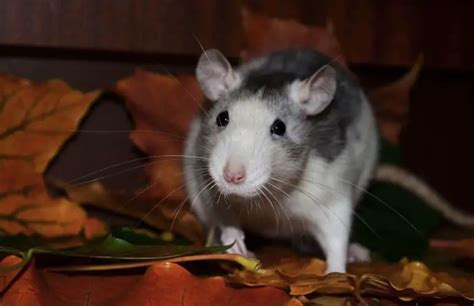 9 Pet Rat Tricks To Teach Your Fancy Rat Rodent Friends