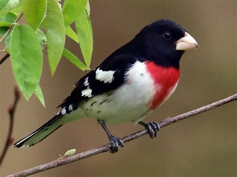 Rose Breasted Grosbeak Care Sheet Birds Coo