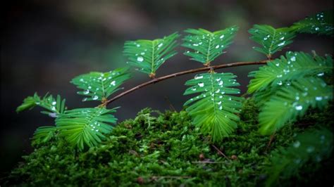 Green Leaves Water Rain Hd Wallpapers Desktop Images Full