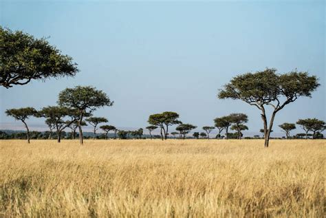 Masai Mara Safari A Brief Guide