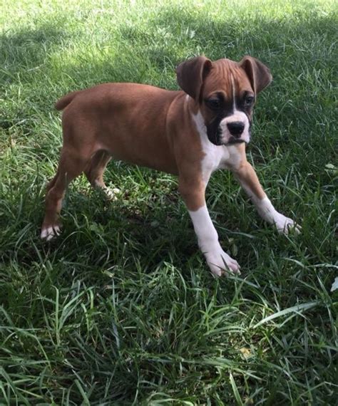Here at petland mall of georgia in georgia, we pride ourselves on being the most knowledgeable about matching the right puppies with the right family and making sure. Boxer puppies for sale - Nex-Tech Classifieds
