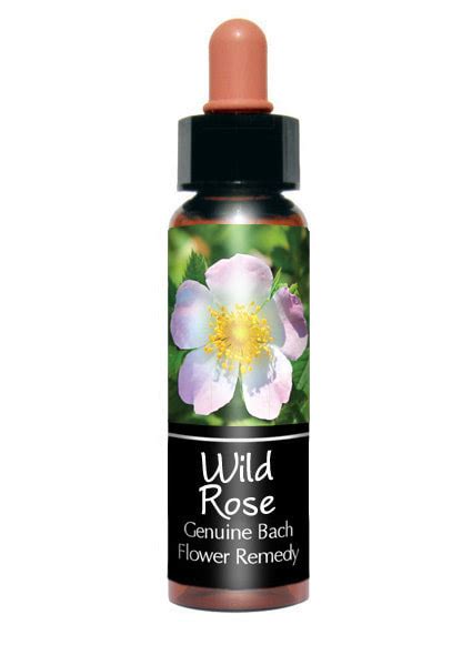 Wild Rose Bach Flower Remedy For Resigned Apathetic Bored Creature
