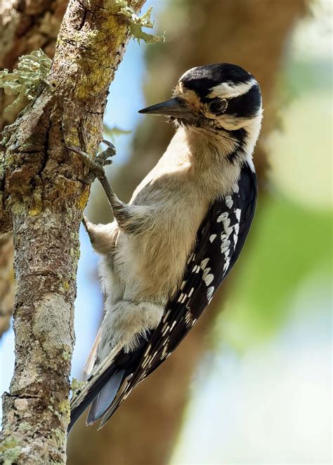 Downy Woodpecker Fort Desoto Park St Petersburg Florida David Conley Flickr