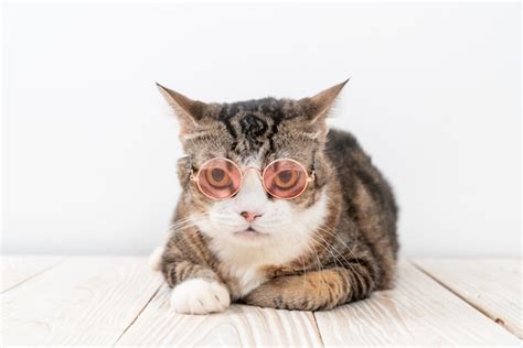 Premium Photo Funny Grey Cat With Fashion Sunglasses