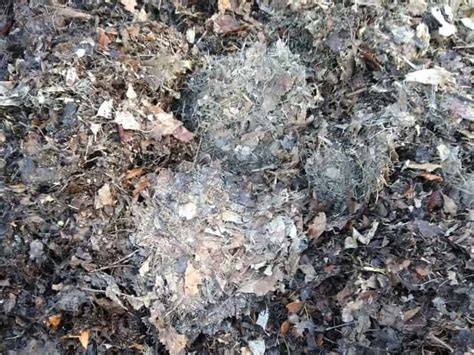 Mold is often spotted on dead matter, as it signifies full decomposition. Why Does My Compost Have Mold? - Do Not Disturb Gardening