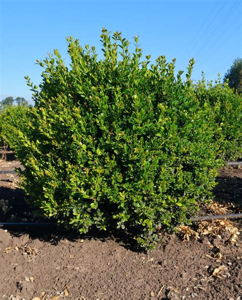 Buxus Microphylla Var Japonica Gregem Baby Gem Boxwood