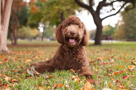 labradoodle dog breed information puppies pictures