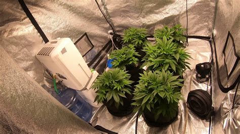 Simple Drip Irrigation System For Indoor Cannabis Growing YouTube
