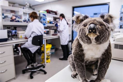 Koala Genes Decoded The Australian Museum Blog