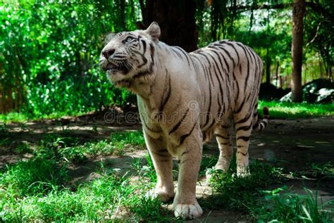 White Tiger Stock Image Image Of Jungle Animal Standing 101338339
