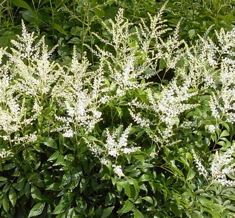 Astilbe 'deutschland' is shorter than other astilbes, and flowers a little earlier. Deutschland Astilbe | Natorp's Online Plant Store