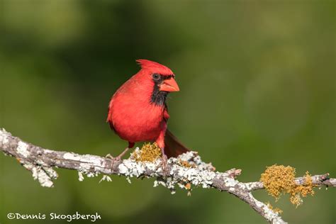 6775 Male Northern Cardinal Cardinalis Cardinalis Galveston Island