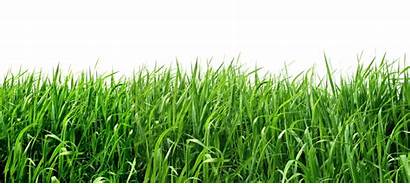 Grass Transparent Clipart Lawn Cesped Resolution Field
