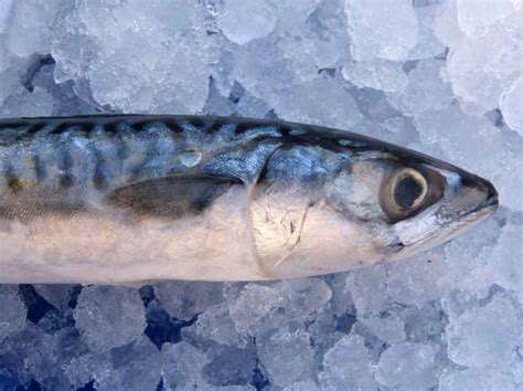 Japanese Amberjack Profile Facts Size Habitat Nutrition Seafish