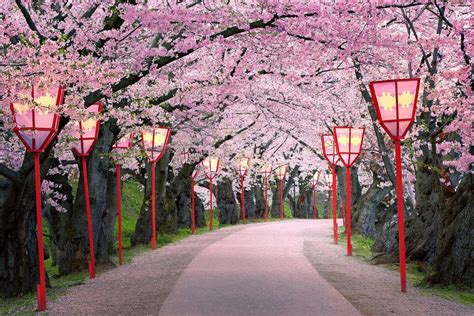 Path Into Spring Pink Trees Japanese Cherry Blossom Sidewalk Paint