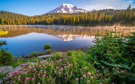 Trees Mount Rainier National Park Spruces Viewes Lake The United