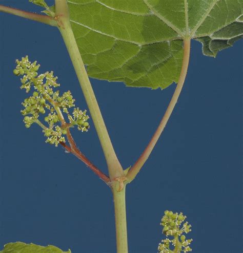 Vitis Riparia Vitaceae Image 13991 At