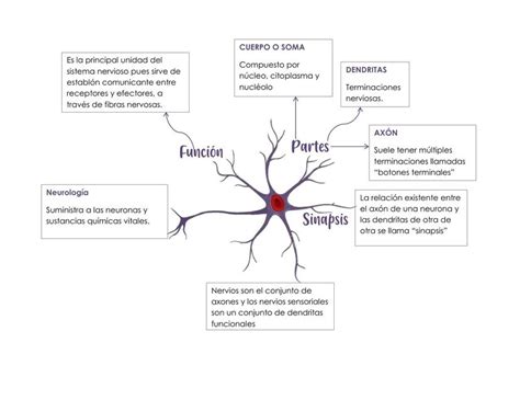 Mapa Mental Neuronas America M Udocz