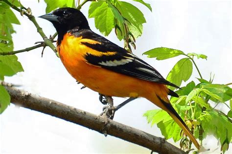 Discover The Most Popular Birds In North America Birds Bird Pictures