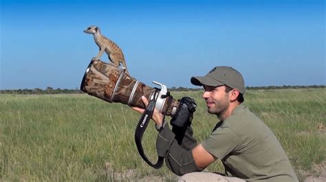 Baby Meerkats Use Cameraman As A Lookout Post Cute Earth Touch News