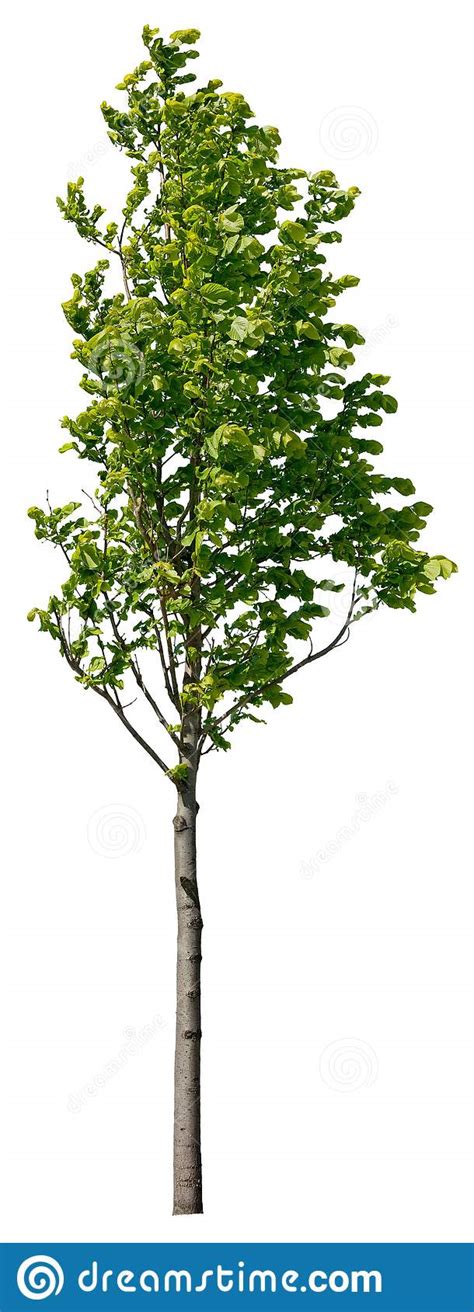 Cut Out Green Tree Tree In Summer Isolated Stock Photo Image Of Park
