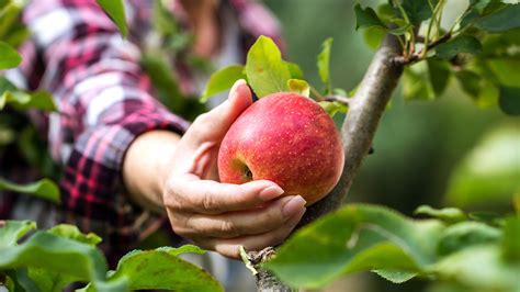 Apple Picking Jonamac Apple Orchard Malta Il