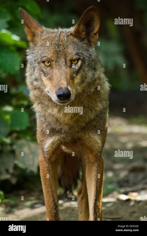 Iberian Wolf Canis Lupus Signatus Stock Photo Alamy