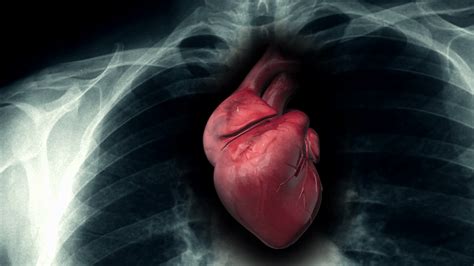 Medical Human Heart Chart