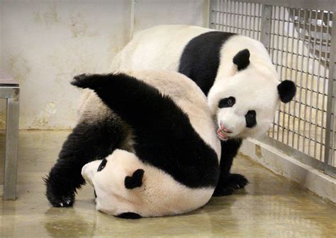 It Takes A Team To Make A Panda Baby Singapore News Asiaone