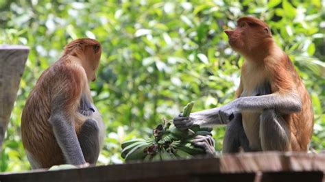 Monyet hidung besar yang menjadi mascot tanah. FOTO - Monyet Hidung Besar (Bekantan) di KKMB - Tribun Kaltim