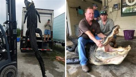 Giant Alligator Nabbed In Florida Panhandle Weighs Nearly 1000 Pounds