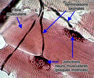 Neurophysiologie Synapses Classification Et Morphologie