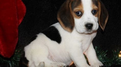 Maybe you would like to learn more about one of these? Beagle Puppies For Sale | Atlanta, GA #175517 | Petzlover