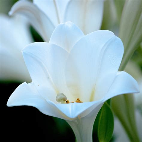 Lilium White Heaven Garden World Nursery