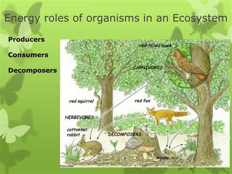 Ppt Ecology The Study Of How Organisms Interact With Their